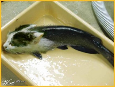 Peixe Gato...