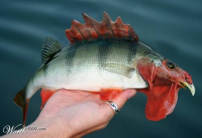 Peixe Galo...