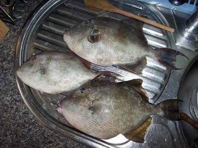 peixe porco
