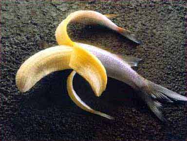 Peixe-Banana