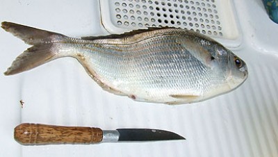 Salema 32Cm_+- 500gr.jpg