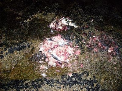 Cópia de ENGODAGEMSARDINHA 011.jpg
