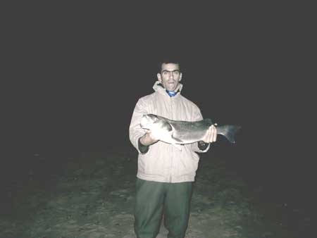 Robalo - 3.5kg
