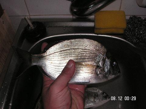 Sargo 300 gr