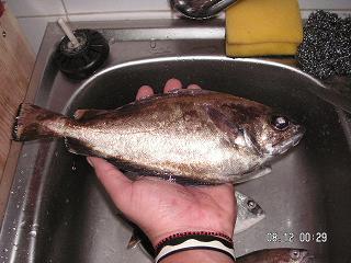Faneca 350 gr