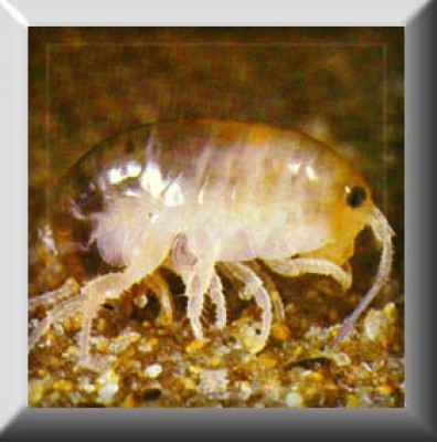 Pulga