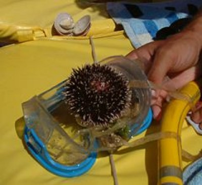 Ouriço