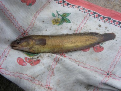arvore 026.jpg