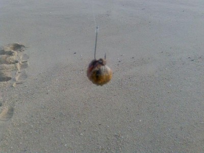 caranguejopilado 024.jpg