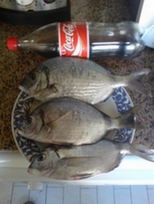 sargos