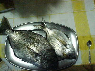 Cópia de DSC00311.JPG