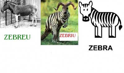 ZEBRUNS.JPG