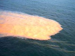 Noctiluca3.jpg