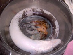 polvo