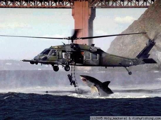 breekie_20for_20the_20shark.jpg