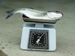 Robalo de 1Kg
