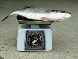 Robalo de 1,6 Kg