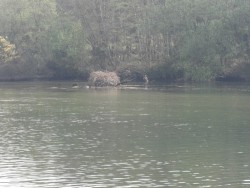 Lago Cisnes2.jpg