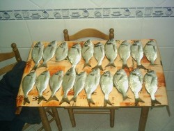 Douradas em Setúbal (Vereda)