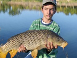 Carpa Comum
