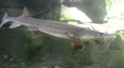 800px-Sturgeon.jpg