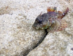 Nem só sargos se apanha à chumbadinha... Peixinhos com corninhos engraçadinhos...