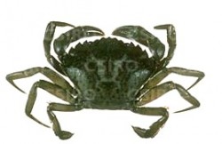 Caranguejo Moura