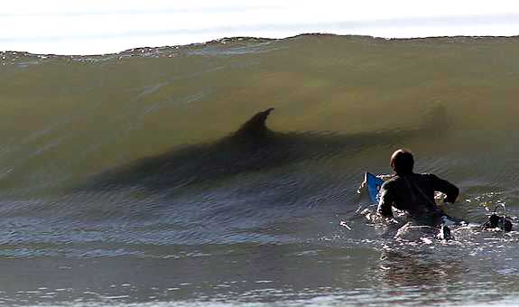 surf.jpg