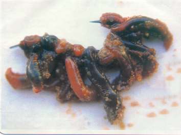 grilo2.jpg