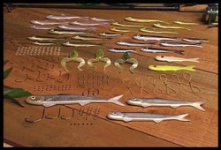 Minnows