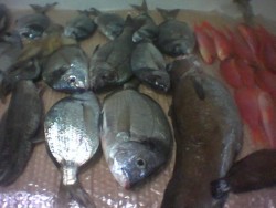 sarguitos em cascais a bordo do adamastor