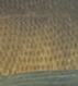 abrotea3.jpg