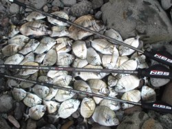 Pescado e as Canas NBS de 5 e 6 metros