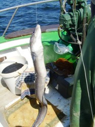 apanhado numa pesca ha mao