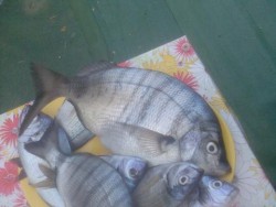 1,600kgs