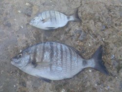 Lindos.Hehehe