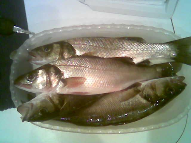 Img033.jpg