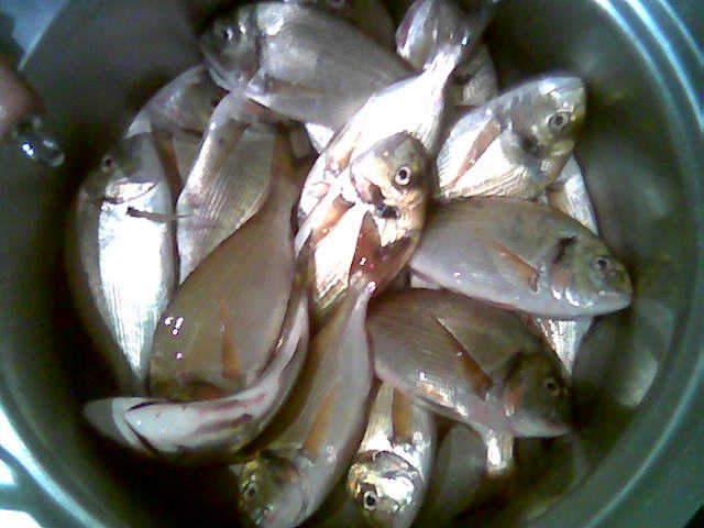 Img021.jpg