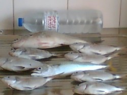 Img059.jpg