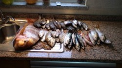 DSC02066.JPG