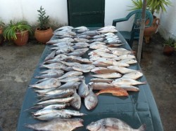 peixe.JPG