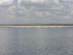 Flamingos4.jpg