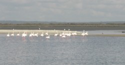 Flamingos3.jpg