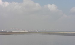 Flamingos2.jpg