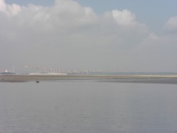 Flamingos.jpg