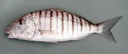 ferreira2.jpg