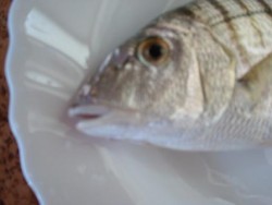 Até dá pena comer um peixinho tão bonito