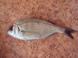 A bela da choupa ;)