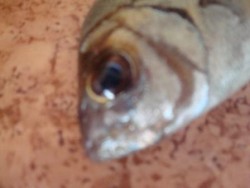 Com estes olhos grandes não engana