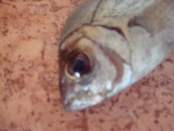 So uma nota de que foi pescada às 19h qd tava arrumar para me vir embora... e ás 20h já estava na brasa ;)